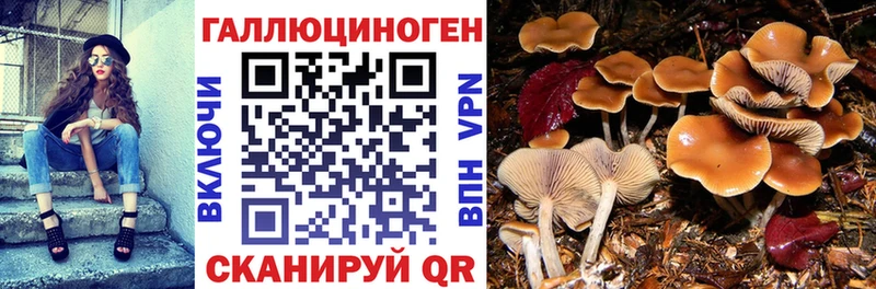Галлюциногенные грибы Psilocybe  Купить  Губаха 